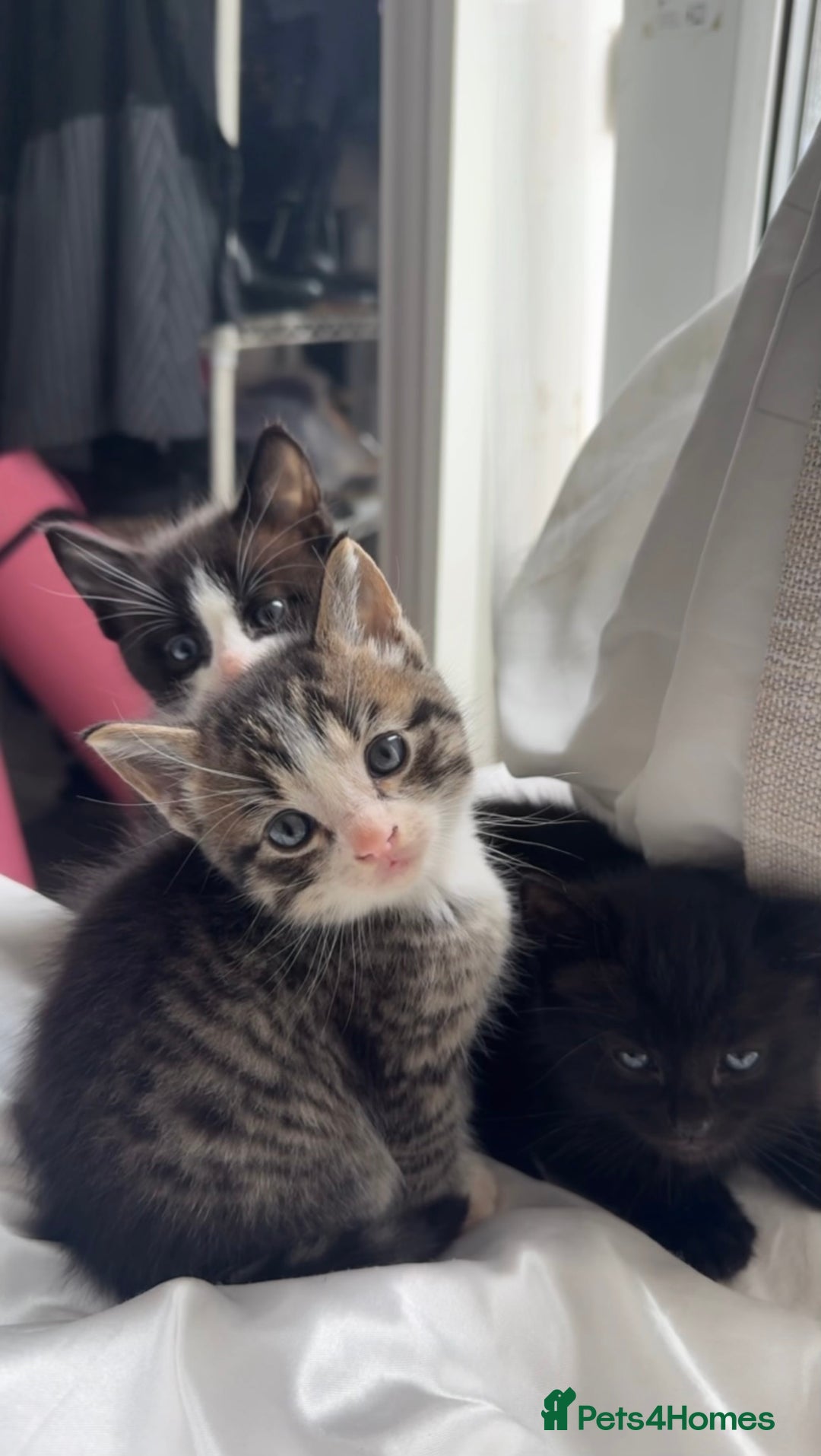 Mixed Breed cats for sale: Adorable 6 week Kittens Looking for Loving Homes! - Image 1