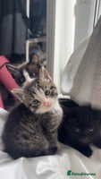 Mixed Breed cats - Advert 12
