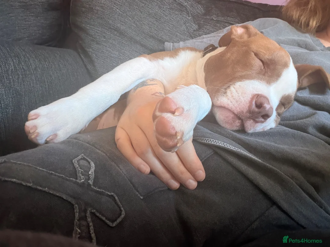 Mixed Breed dogs for sale: My beautiful clay  in Derby - Advert 2