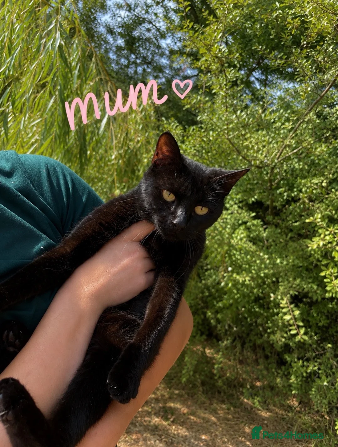 Mixed Breed cats for sale: Ready now in Ashford - Advert 2