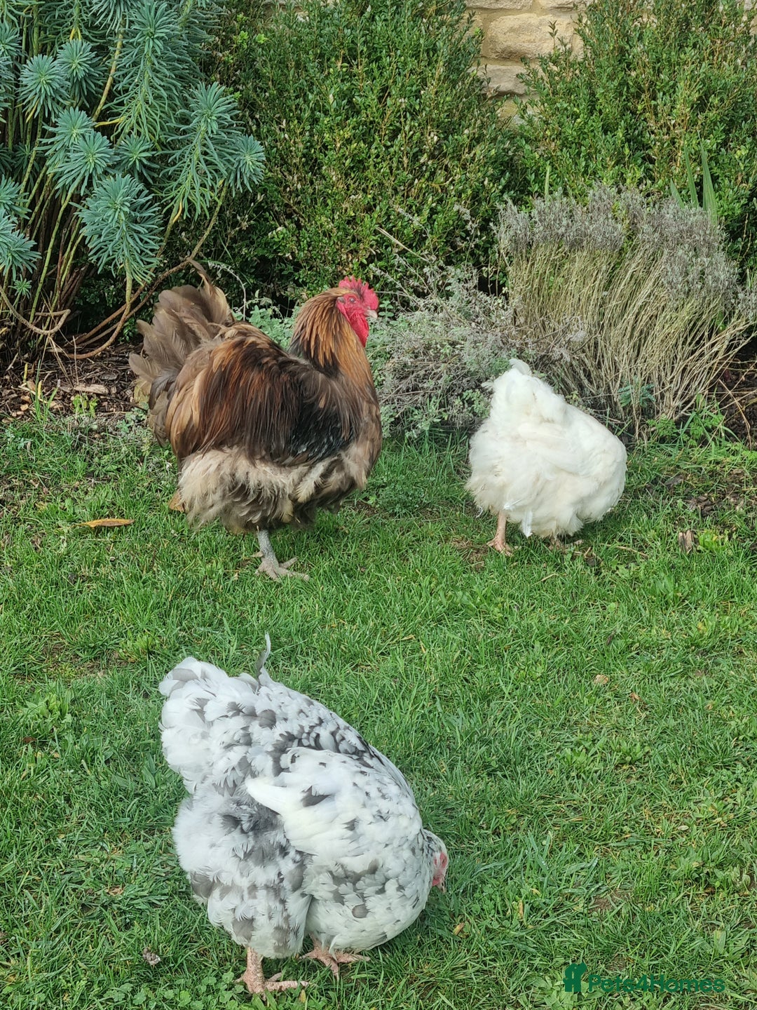 Chickens poultry for sale: Orpington English Rare Colour Trio - Advert 5