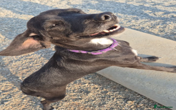 Mixed Breed dogs for adoption: Lillie- Kokoni x, child and dog friendly - Advert 4