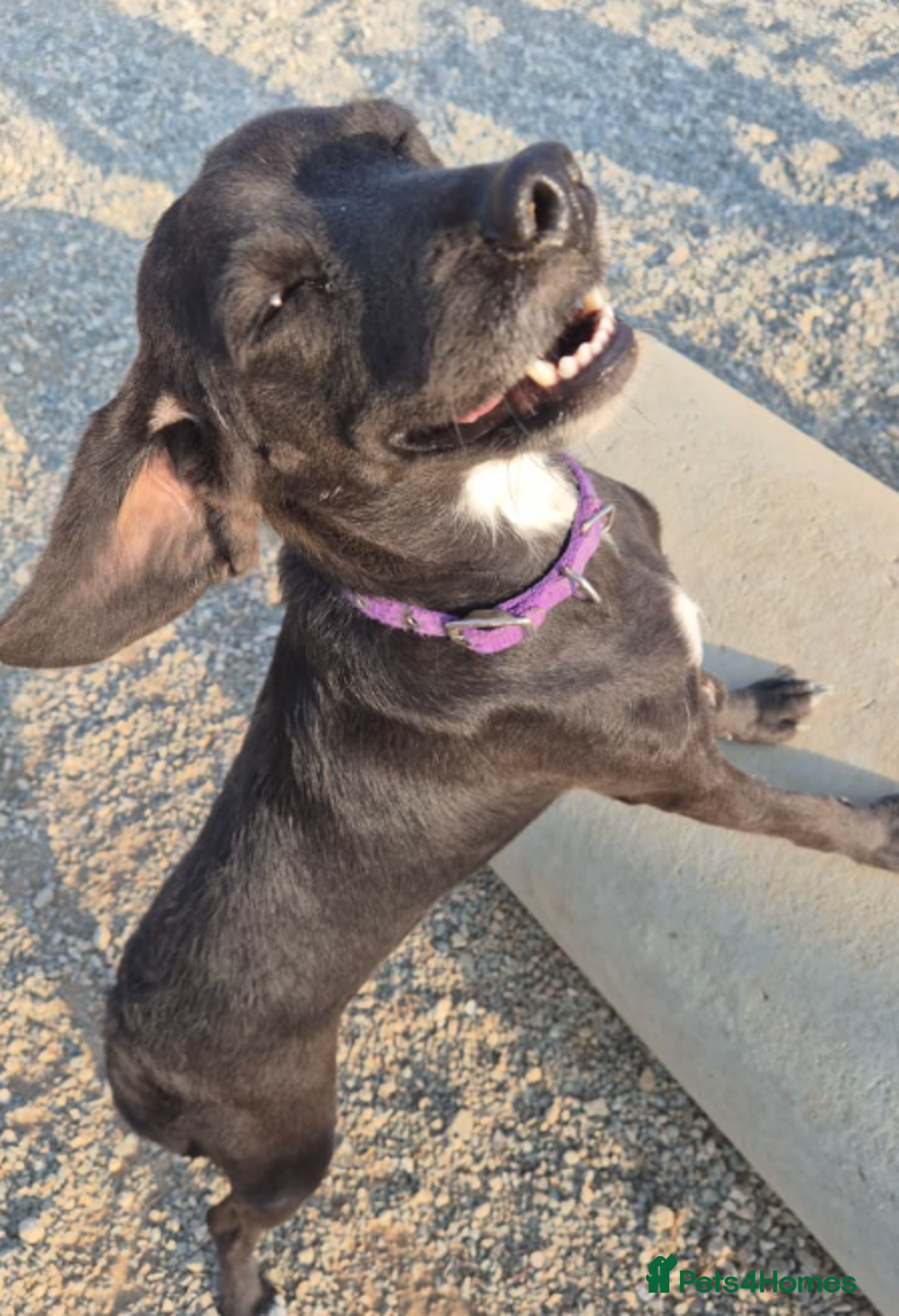 Mixed Breed dogs for adoption: Lillie- Kokoni x, child and dog friendly - Advert 4