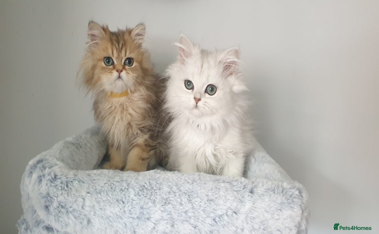 Persian cats - Advert 12