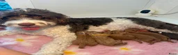 Labradoodle dogs for sale: 🐾 Beautiful F1B Miniature Labradoodle Puppies 🐾 - Advert 8