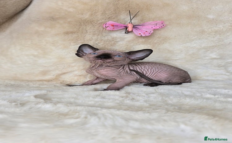 Sphynx cats - Advert 8