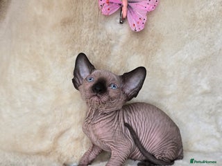 Sphynx cats - Advert 5