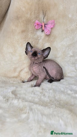 Sphynx cats - Advert 14