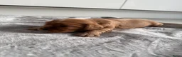 Cavalier King Charles Spaniel dogs for sale: KC Ruby Cavalier King Charles Spaniel Puppies - Advert 3