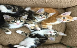 Mixed Breed cats for sale: BEAUTIFUL KITTENS - Image 6