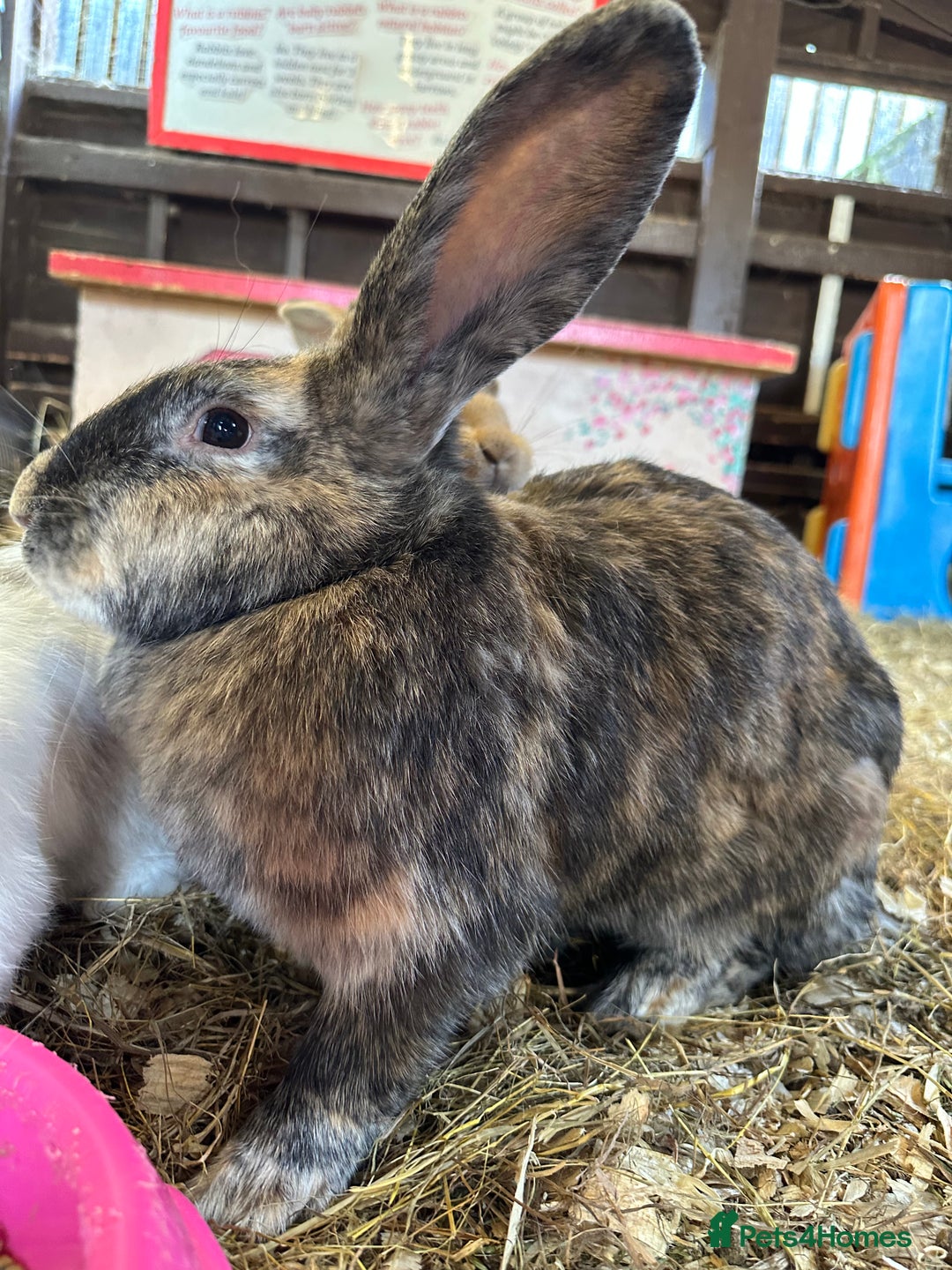 Continental Giant rabbits for sale: Gorgeous Giant Continental Doe🐰🩷 - Image 5