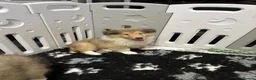 Rough Collie dogs for sale: Sable and White RKC Rough Collie - Advert 4