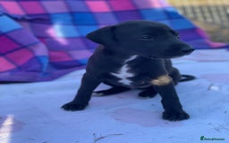 Whippet dogs for sale: Beautiful homebred whippet puppies  - Image 8