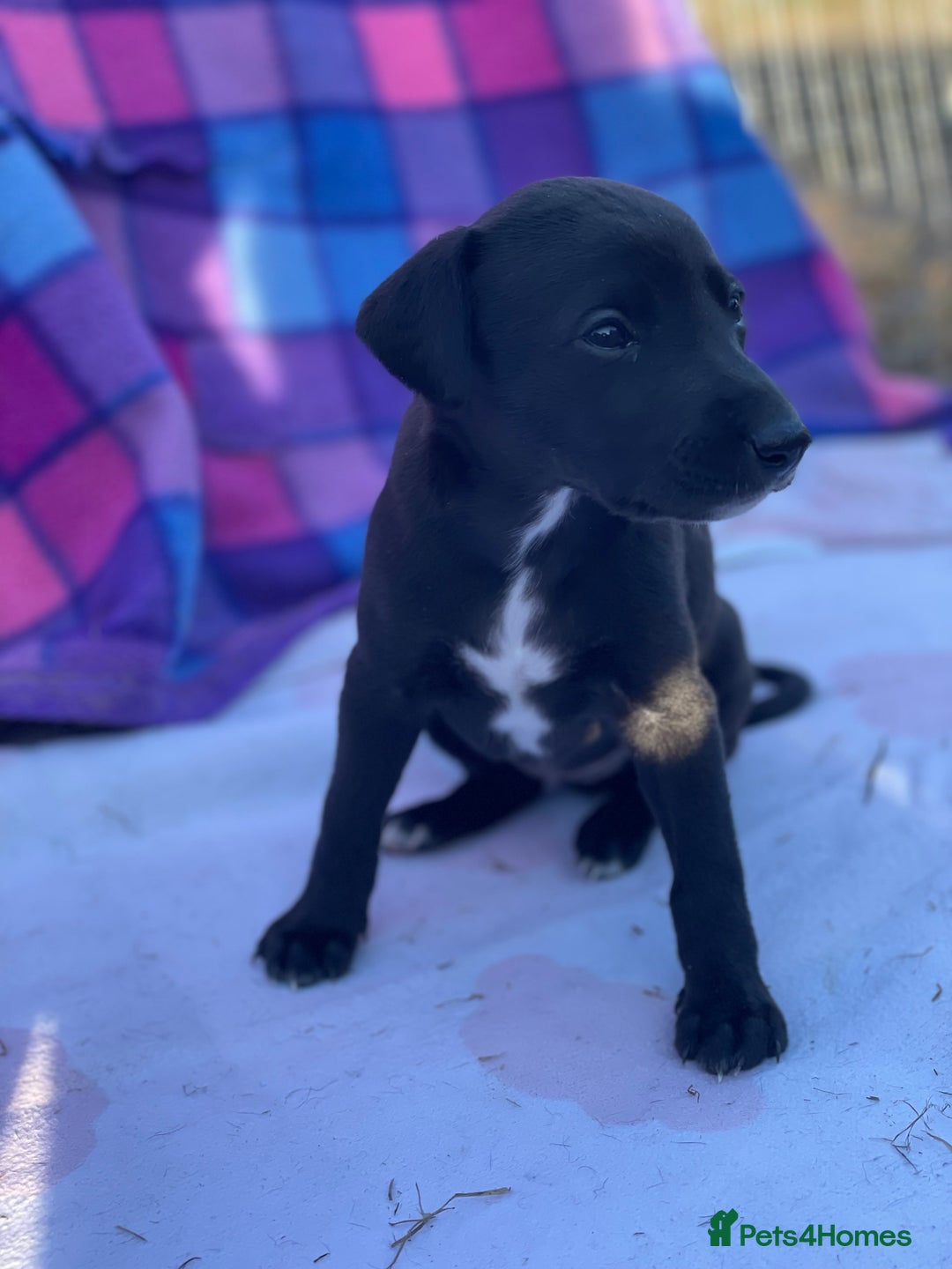 Whippet dogs for sale: Beautiful homebred whippet puppies  - Image 8