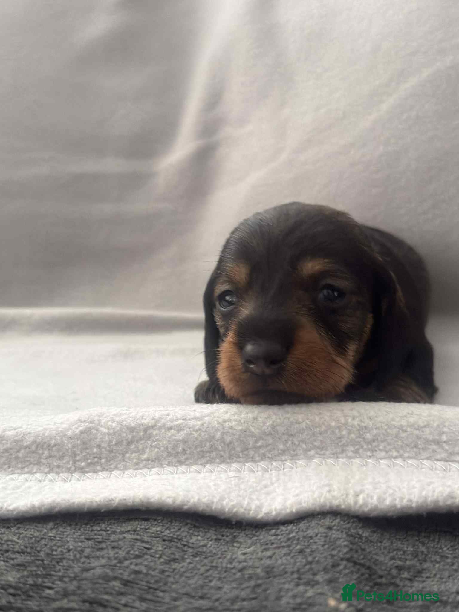 Miniature Dachshund dogs Wire haired puppies! Boys and girls - Advert 16