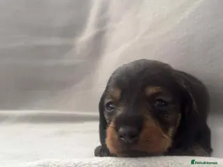 Miniature Dachshund dogs Wire haired puppies! Boys and girls - Advert 16