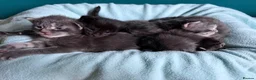 Maine Coon cats for sale: Affectionate, Pedigree Maine Coon Kittens: - Advert 3