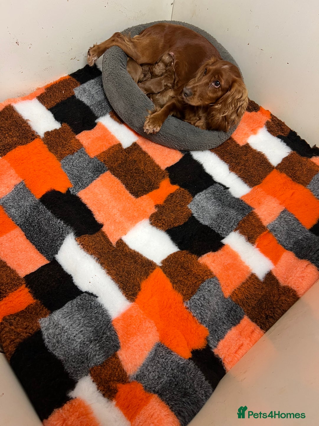 Cocker Spaniel dogs for sale: Beautiful Dark Red KC Registered Cocker Pups - Advert 11