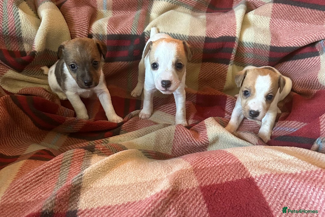 Jack Russell dogs for sale: 4 Jack Russell Puppies - Advert 3