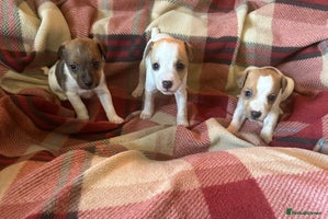Jack Russell dogs 4 Jack Russell Puppies - Advert 4