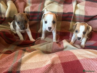 Jack Russell dogs 3 Jack Russell Puppies - Advert 6