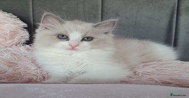 Ragdoll cats - Advert 7