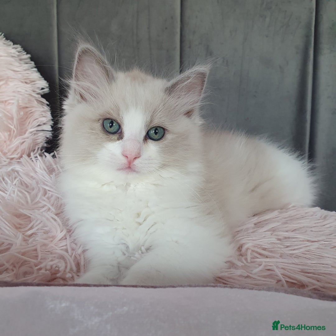 Ragdoll cats for sale: Reduced RARE Brown/mink Green-eyed Ragdoll kittens - Image 3