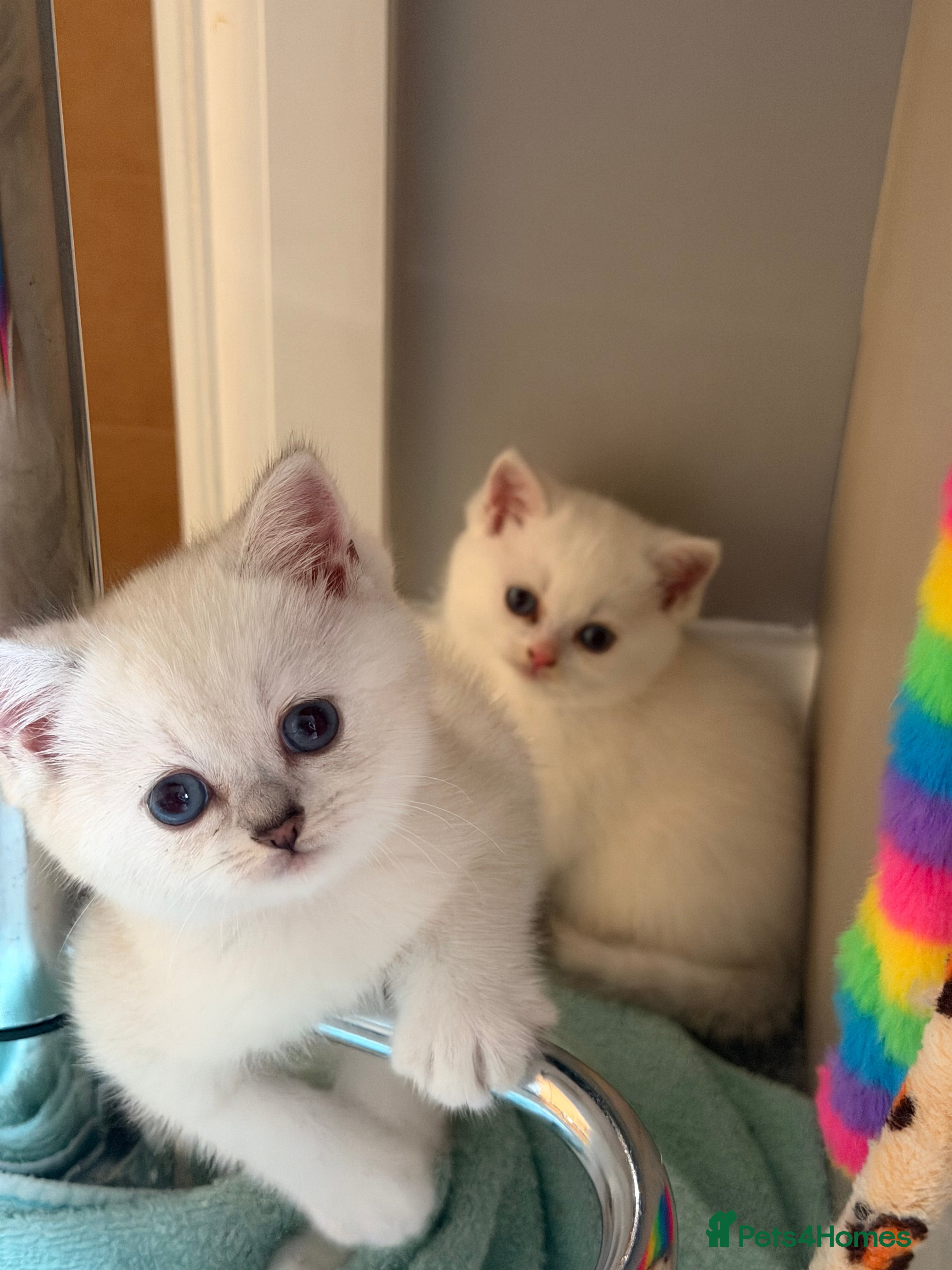 British Shorthair cats Beautiful Kittens for Sale – 3 Boys & 1 Girl 🐱💕 - Advert 2
