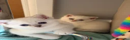 British Shorthair cats for sale: Beautiful Kittens for Sale – 3 Boys & 1 Girl 🐱💕 in Luton - Advert 3