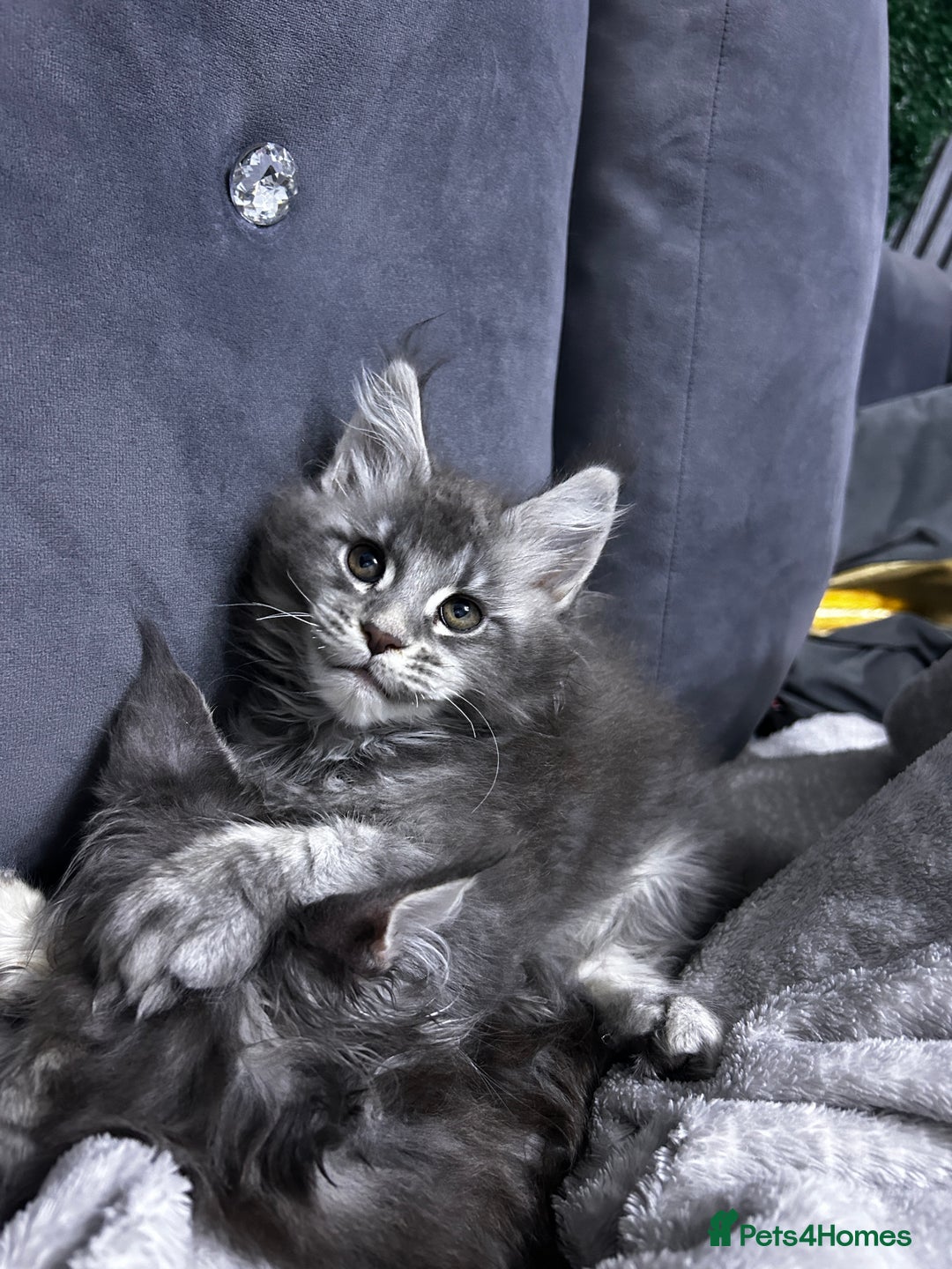 Maine Coon cats for sale: Maine Coon kitten  - Advert 6