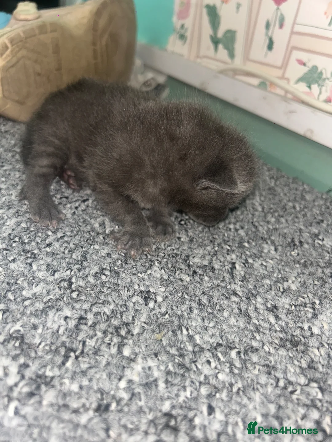Mixed Breed cats for sale: 2 males 1 female  - Advert 10