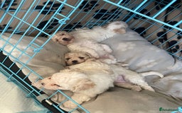 Bichon Frise dogs for sale: The cutest Boy Bichons for sale x - Image 2
