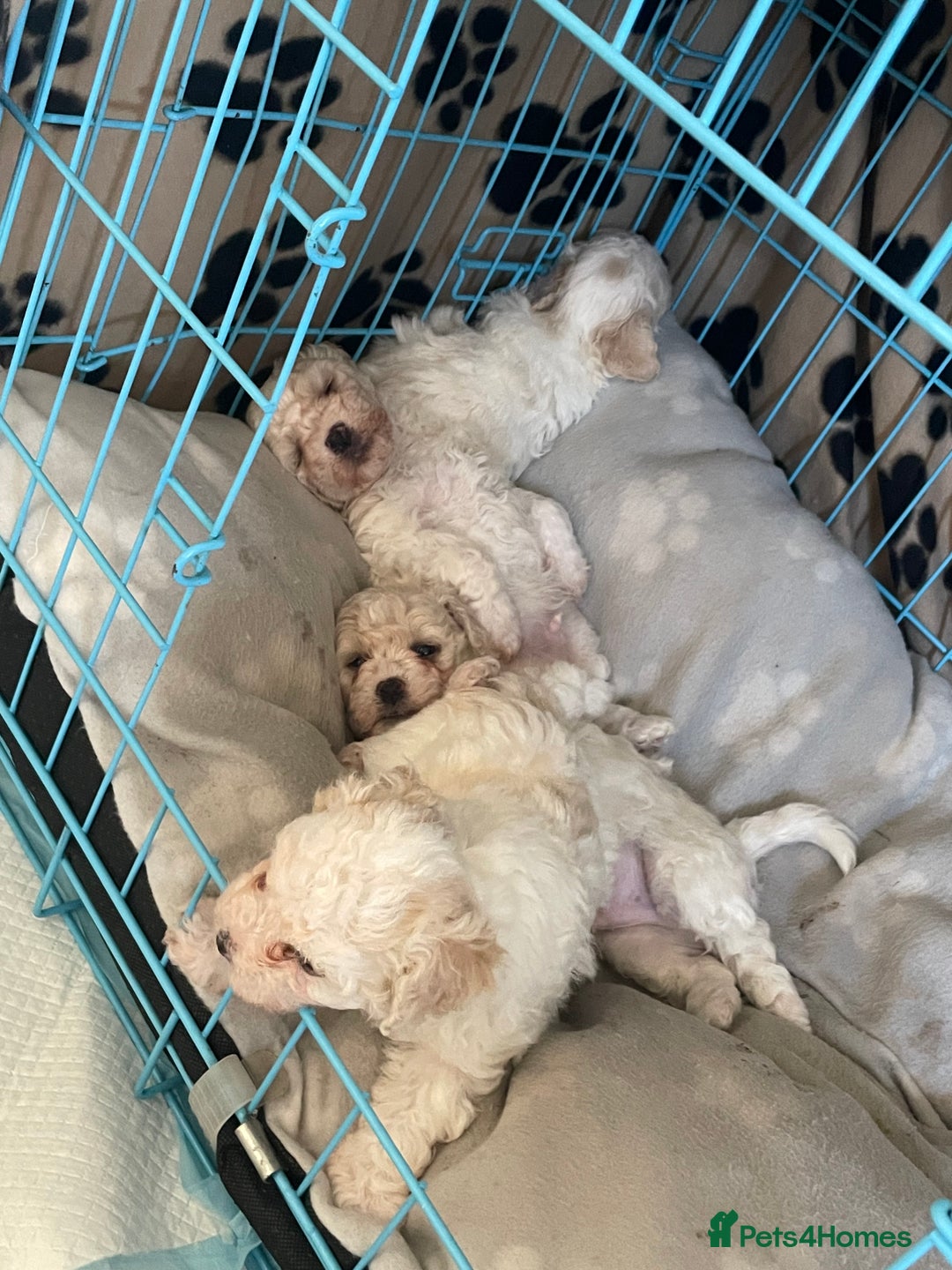 Bichon Frise dogs for sale: The cutest Boy Bichons for sale x - Image 2