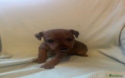 Lakeland Terrier dogs for sale: Lakeland Terrier puppies - Image 4