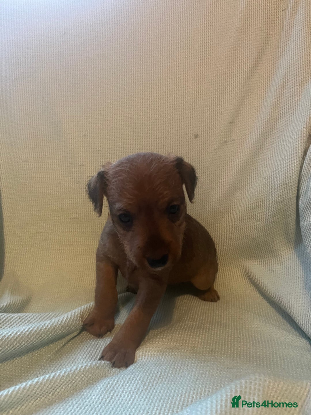 Lakeland Terrier dogs for sale: Lakeland Terrier puppies - Image 4