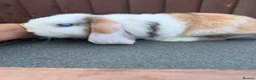 Mini Lop rabbits for sale: Purebred minilop bucks AVAILABLE NOW - Advert 6