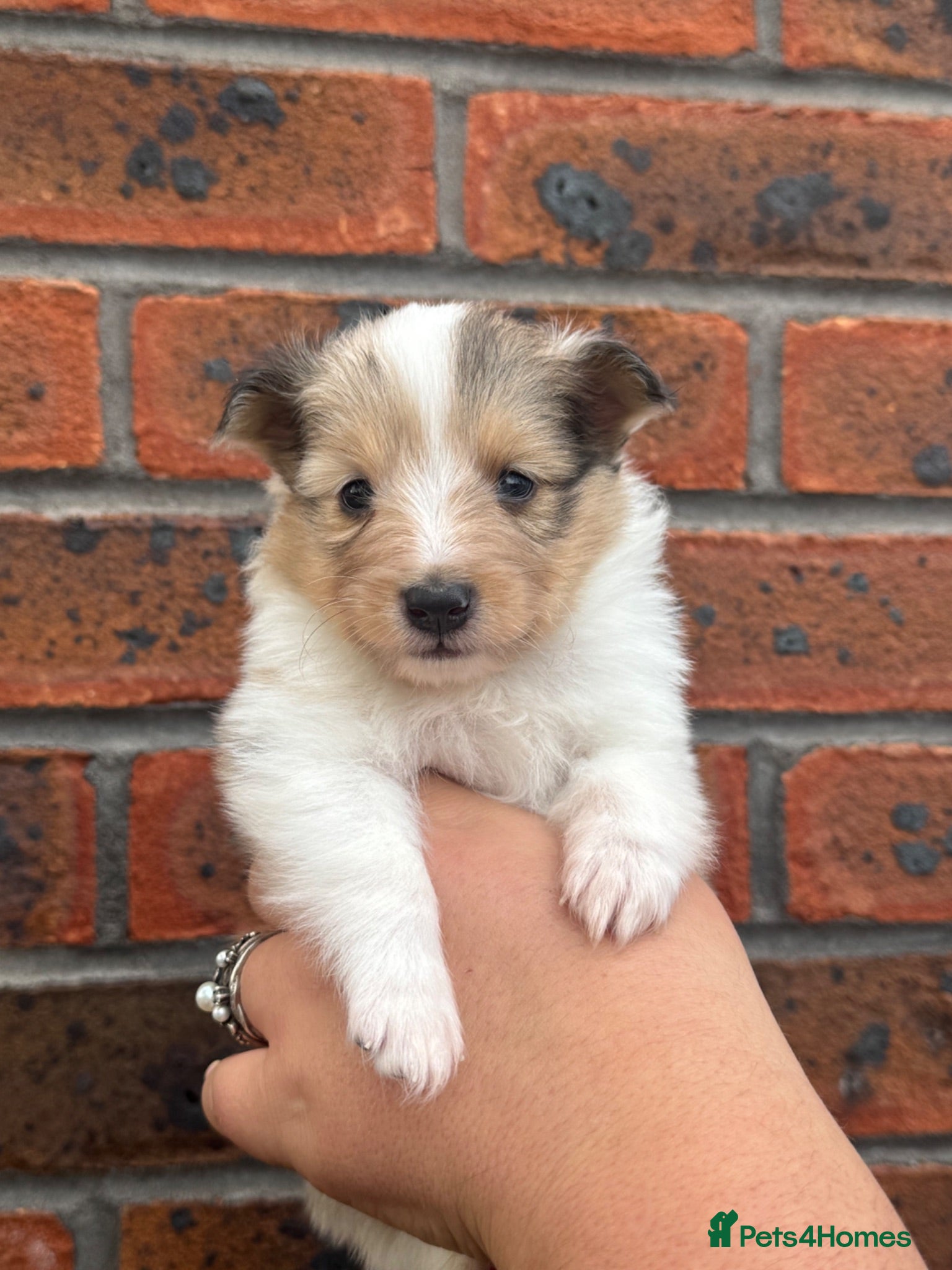 Shetland Sheepdog dogs Shetland Sheepdog Puppies  - Advert 2