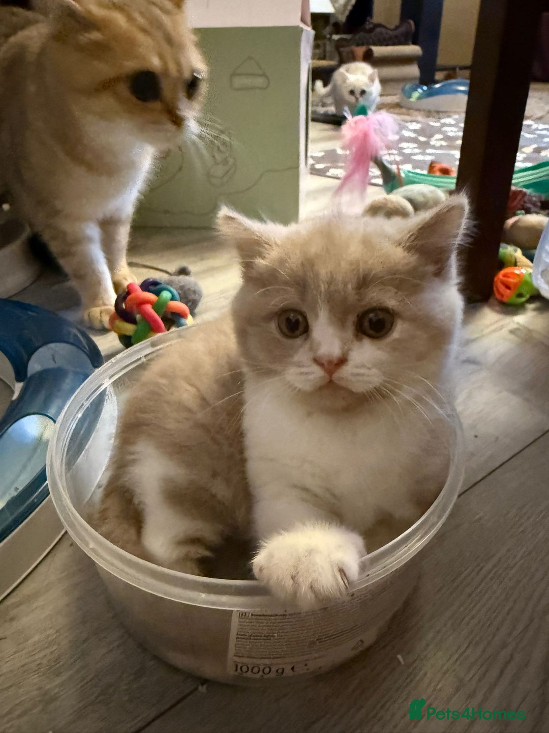 British Shorthair cats for sale: British shorthair - Image 1