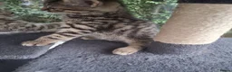 Mixed Breed cats for sale: Stunning Toyger striped tabbies 😻 - Advert 6