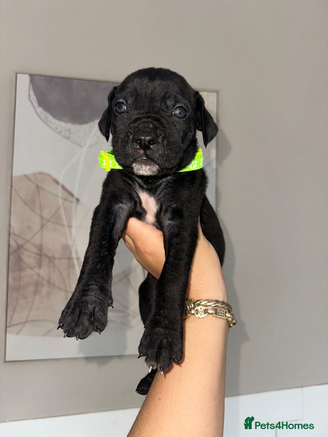 Cane Corso dogs for sale: Pure breed cane corso  - Image 19