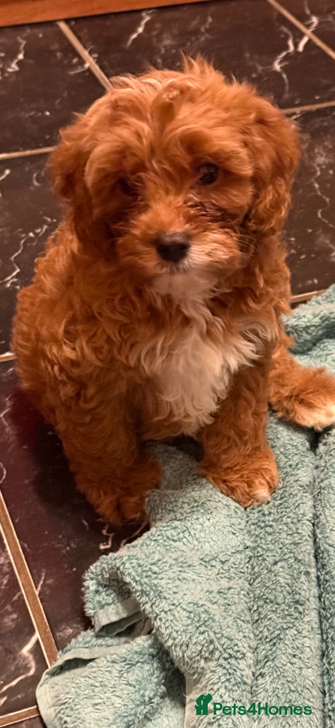 Cavapoo dogs for sale: 5 pups for sale - Advert 19