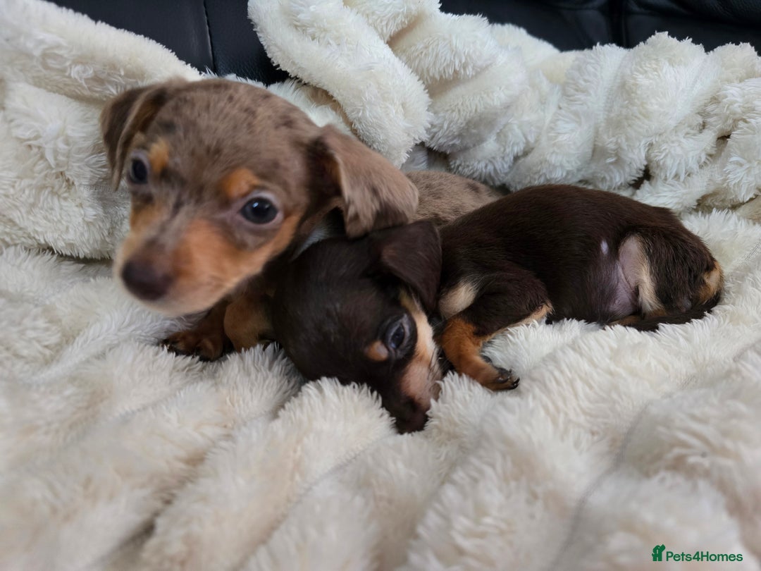 Miniature Dachshund dogs for sale: Miniature dachshunds  - Image 20