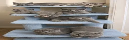 Scottish Fold cats for sale: TICA Vaccinated&Ready  toLeave SCOTTISH FOLD  - Advert 4