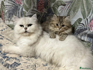 Persian cats Sweet persain boy is looking for his home - Advert 1