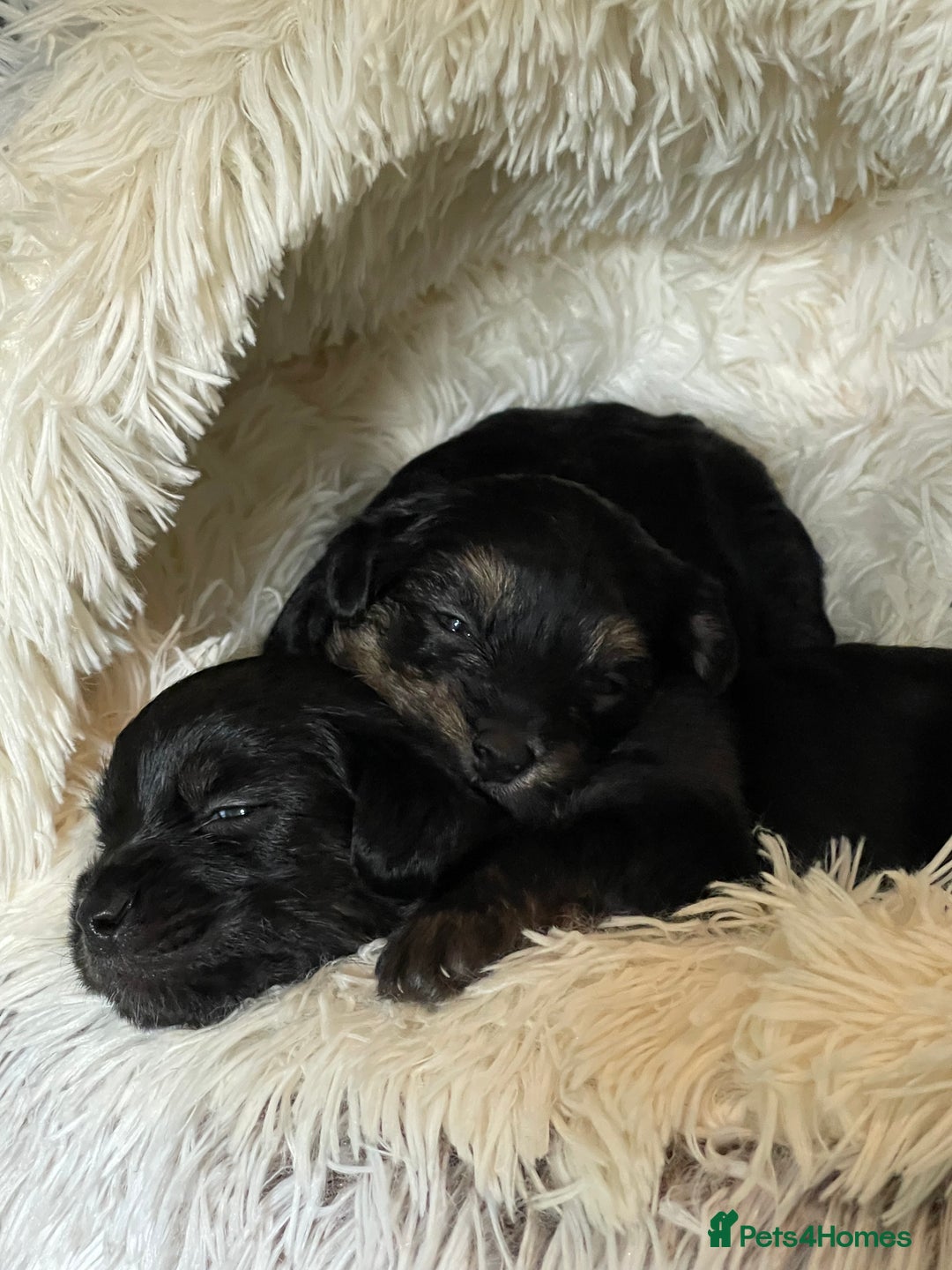 Mixed Breed dogs for sale: Adorable Morkie Poo puppies - Advert 8