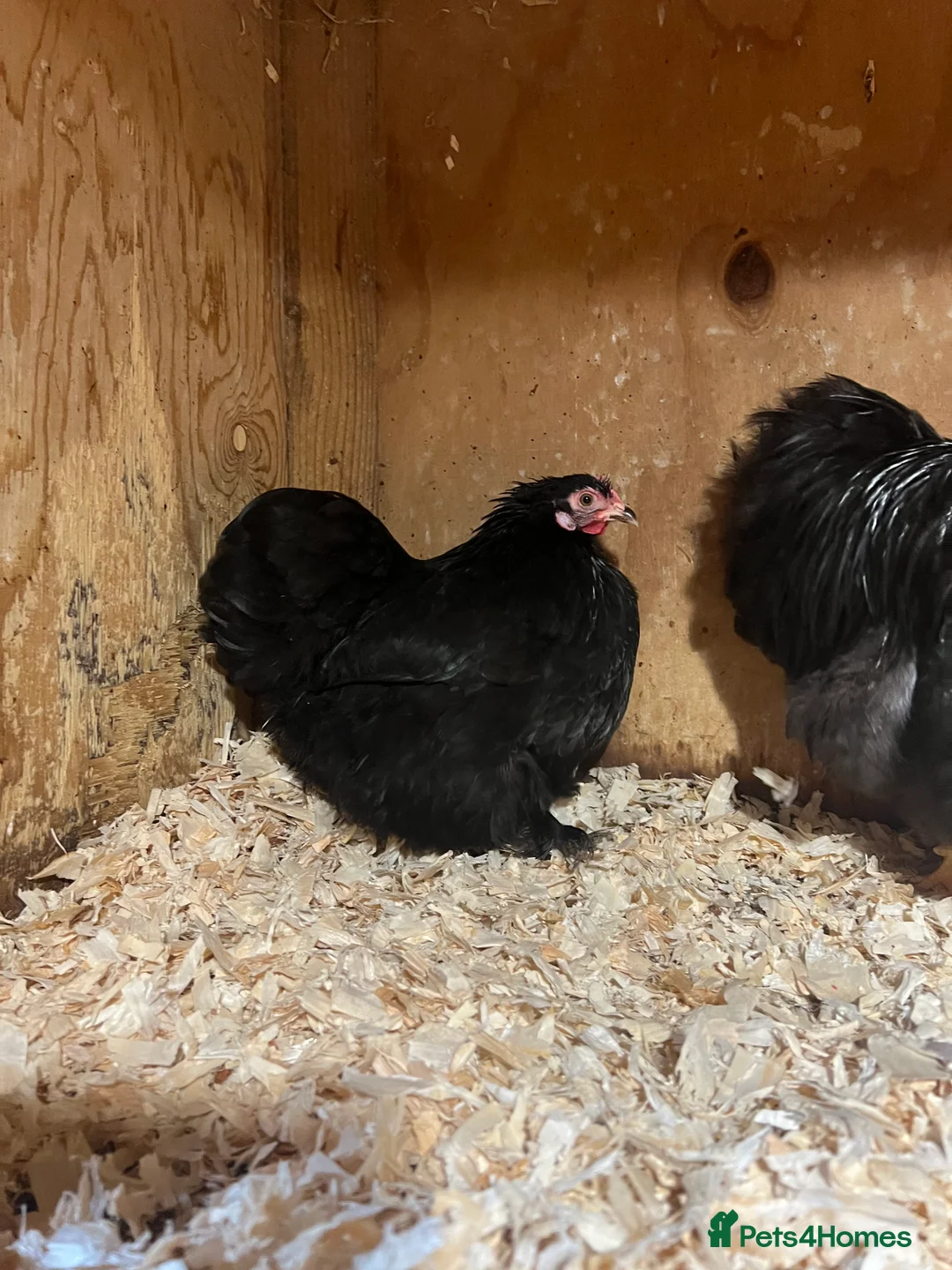 Chickens poultry for sale: Pekin hatching eggs only!  - Advert 4