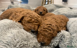 Miniature Poodle dogs for sale: Ready to Steal Your ❤️ Miniature Poodle Puppies - Image 7