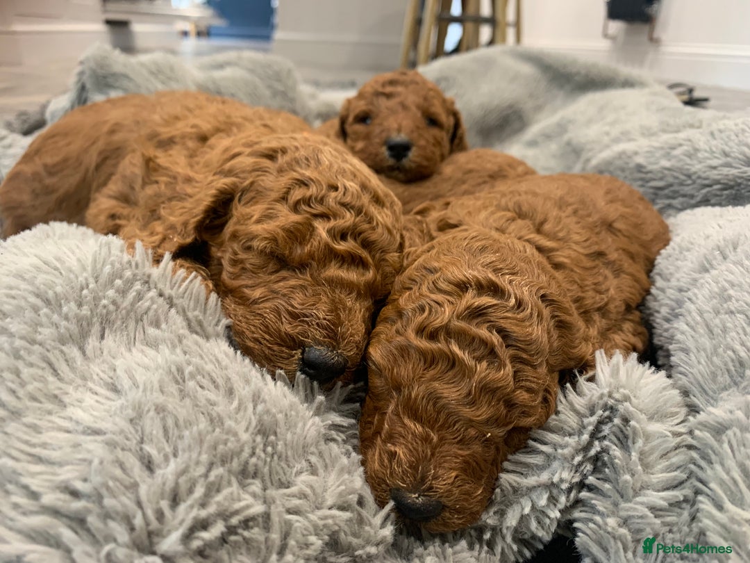 Miniature Poodle dogs for sale: Ready to Steal Your ❤️ Miniature Poodle Puppies - Image 7