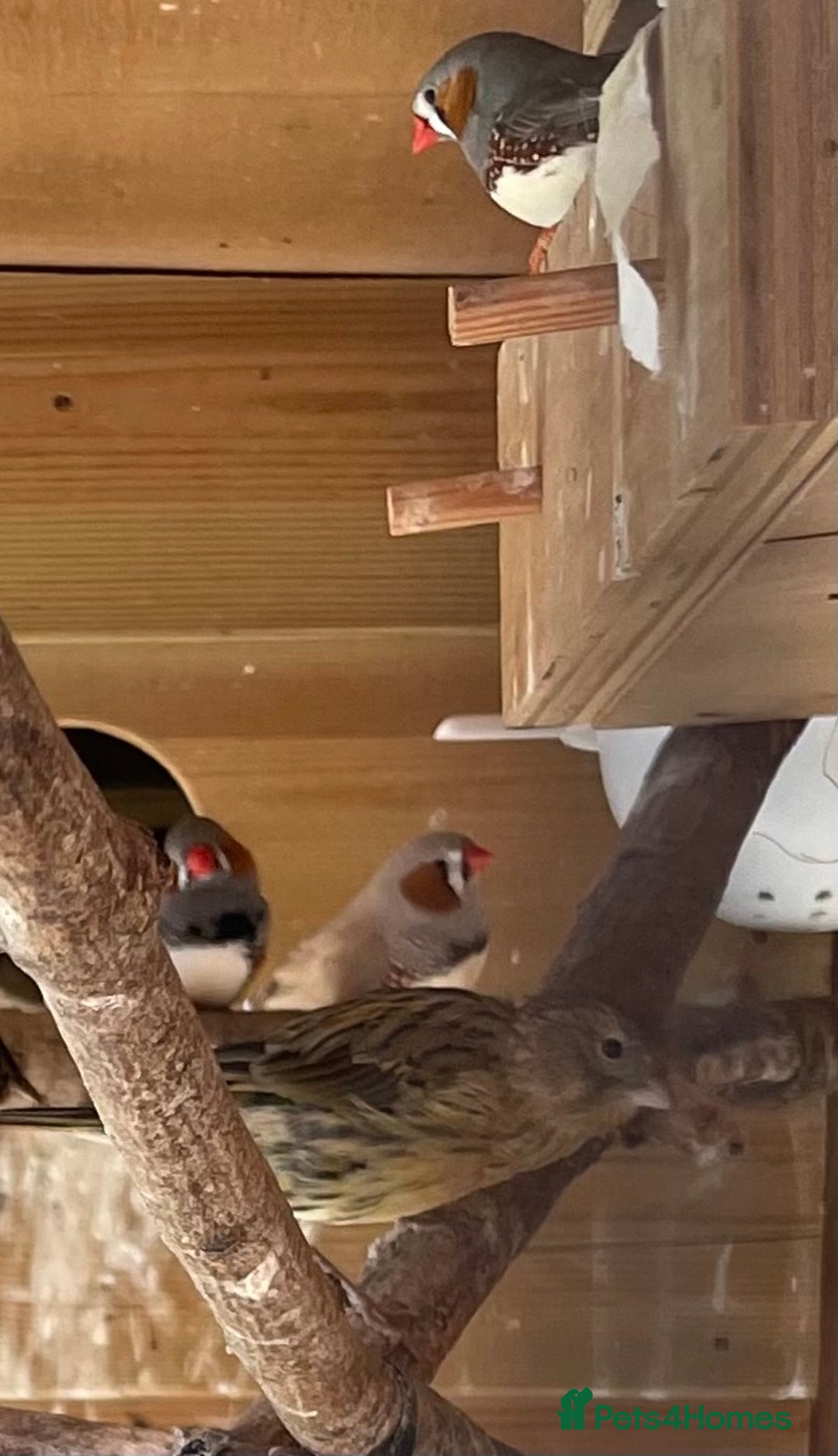 Finches birds for sale: Zebra finches - Image 6