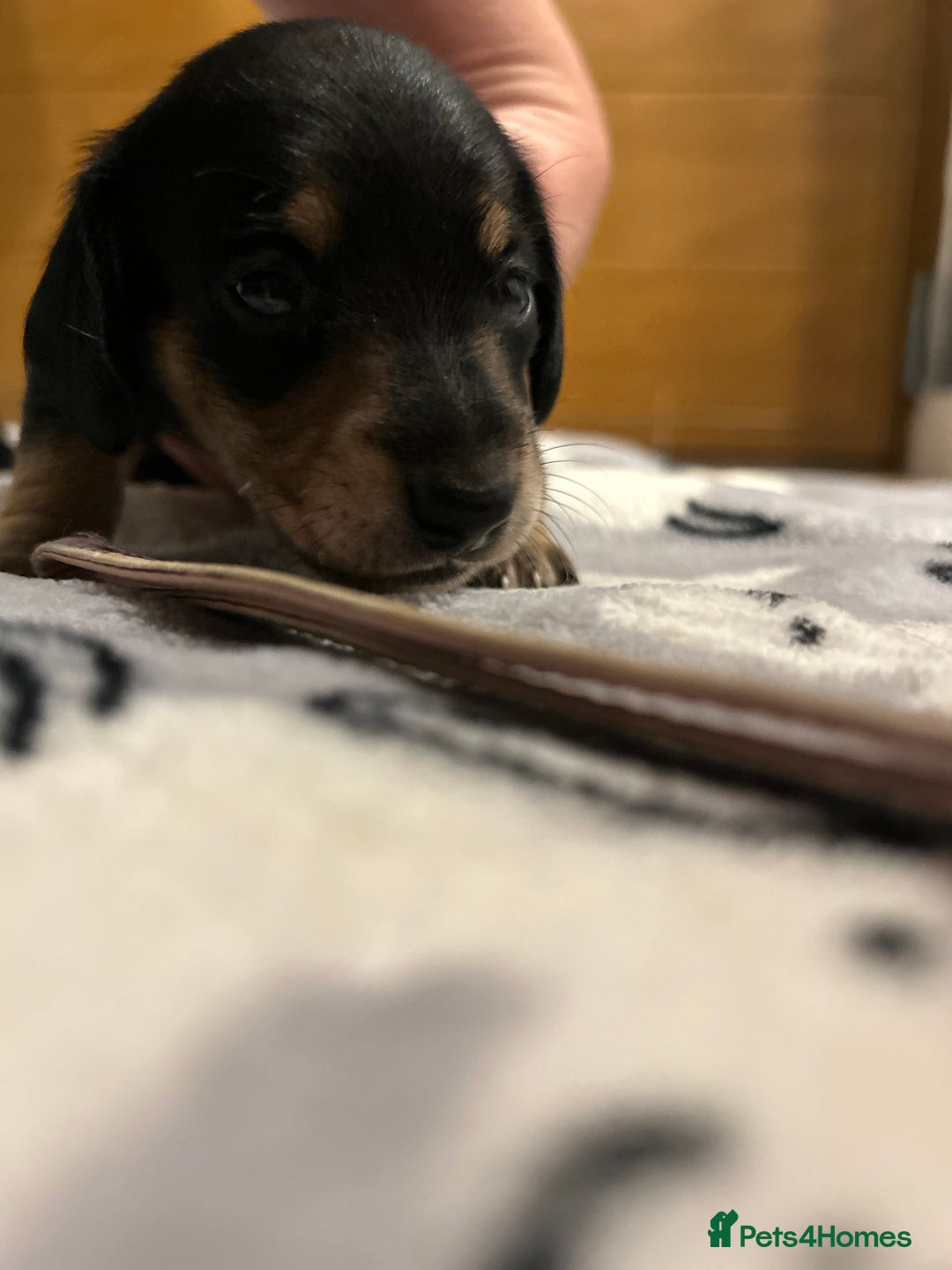 Miniature Dachshund dogs for sale: Mini dachshund puppies - Image 20